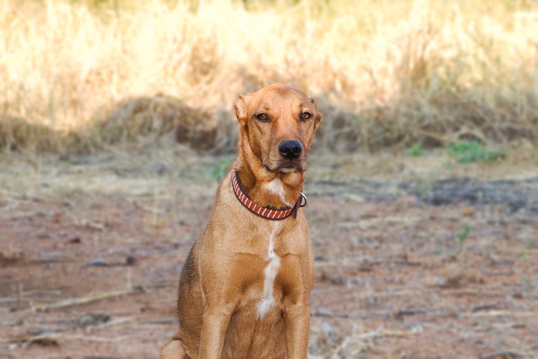 Leather and cotton bold african print dog collar. Ethically handcrafted in Africa.